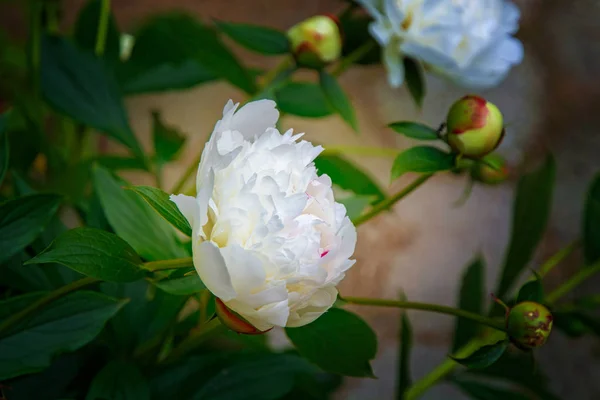 Grandes, peônias brancas, muitas pétalas e flor suculenta . — Fotografia de Stock