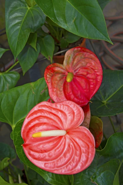 Krasbvye los colores vivos jugosos, el pétalo rojo con el estambre blanco. Anturio — Foto de Stock