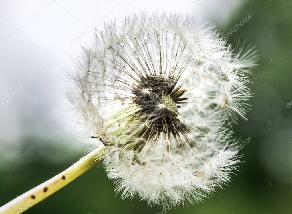 big dandelion against sky, part of the parachutes fly in the sky. 