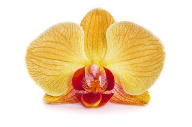 Orkide izole arka plan üzerinde. güzel çiçek dalları orkide.