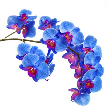 Orkide izole arka plan üzerinde. güzel çiçek dalları orkide beyaz arka plan üzerinde