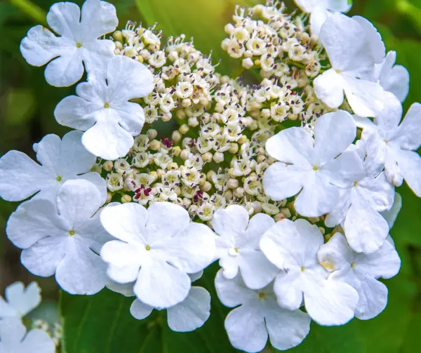 Fiori bianchi, infiorescenze di fiori bianchi Viburnum sull'albero, Viburnum — Foto Stock