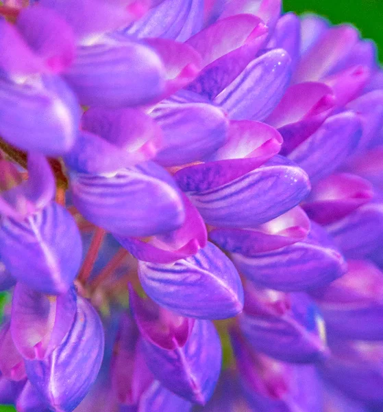 Parlak pembe ve mor Lupine, birçok yaprakları çiçek — Stok fotoğraf
