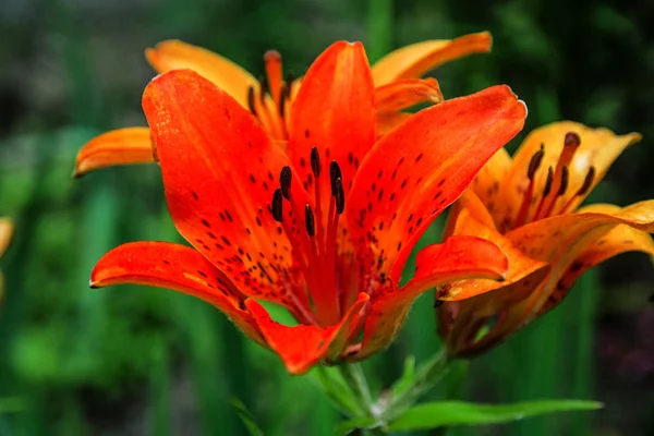 Hermosos lirios de color rojo brillante, una foto grande de una flor jugosa — Foto de Stock