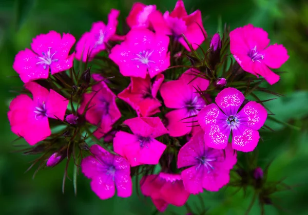 Flores de color rosa brillante sobre hojas verdes, pétalos están decorados con puntos blancos . — Foto de Stock