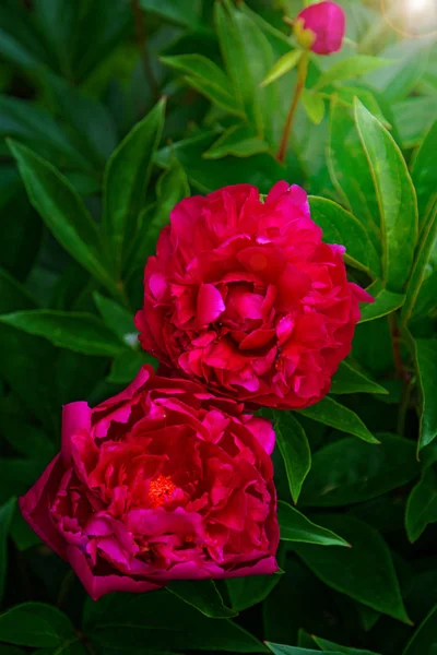 Grande peônia roxa, muitas pétalas e flor suculenta . — Fotografia de Stock