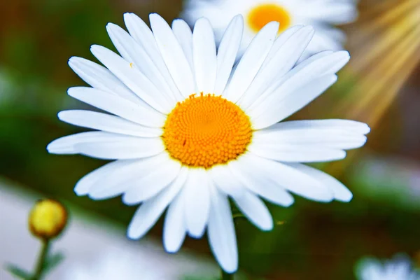 Helles weißes Gänseblümchen, weiße Blütenblätter und gelbe Mitte, — Stockfoto