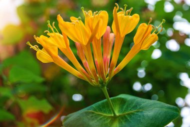 parlak sarı çiçek binaya kadar büyür, o yukarıya tırman. stamens ve yaprakları çok.