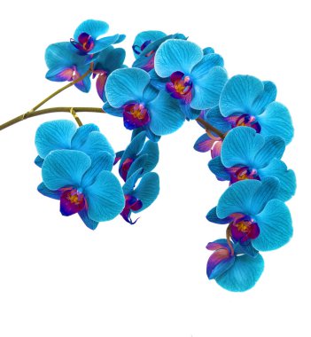 Orkide izole arka plan üzerinde. güzel çiçek dalları orkide beyaz arka plan üzerinde