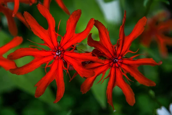 I fiori rosso vivo separati da petali e motivo nero sulle foglie — Foto Stock