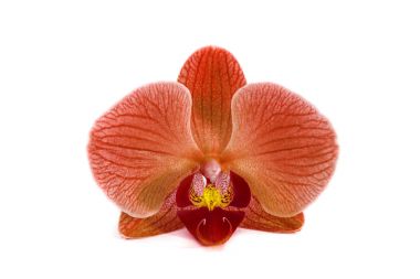 Orkide izole arka plan üzerinde. güzel çiçek dalları orkide.