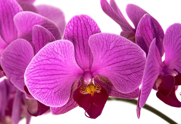 Orquídeas em fundo isolado. bela flor ramos orquídeas . — Fotografia de Stock
