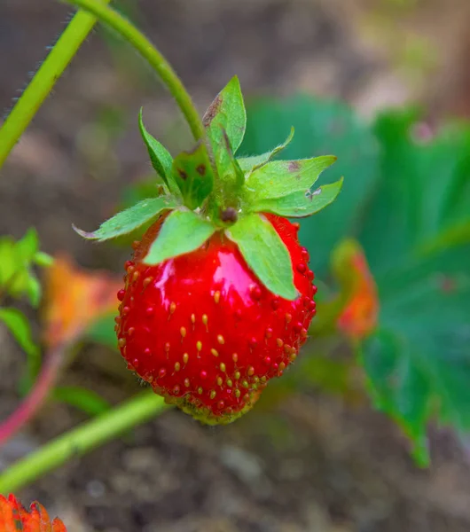 Morango vermelho brilhante cresce em um Bush, da terra de morango jovem crescente . — Fotografia de Stock