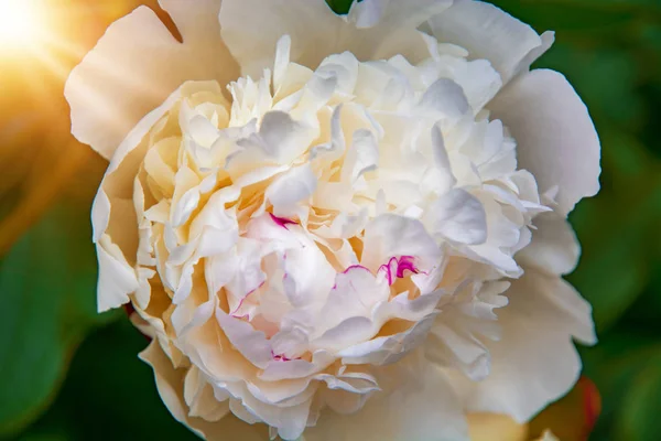 Grandes, peônias brancas, muitas pétalas e flor suculenta . — Fotografia de Stock