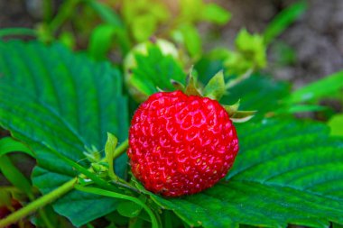 parlak kırmızı çilek yükselen genç çilek karadan bir çalı yetişen.