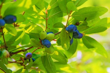 bir çalı tüm yeşil yaprakları olgun, koyu mavi Hanımeli yetişen. 