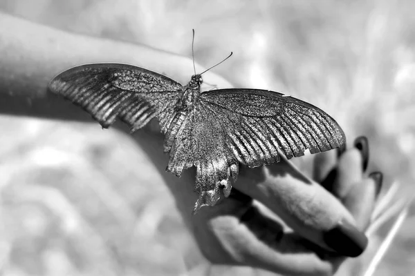 Großer Schmetterling auf der Hand eines Mädchens, heller Schwalbenschwanz auf der Hand. — Stockfoto