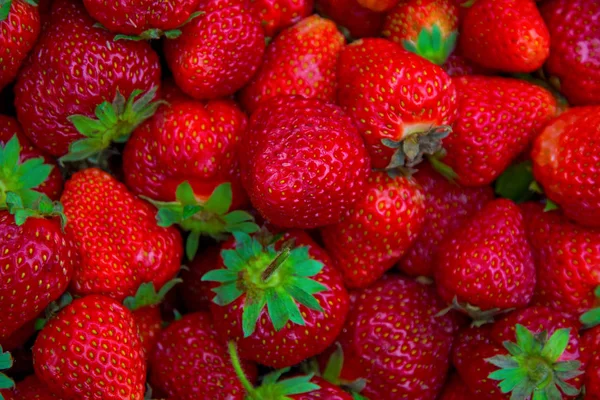 Muitos morangos grandes, brilhantes, suculentos, bonitos . — Fotografia de Stock