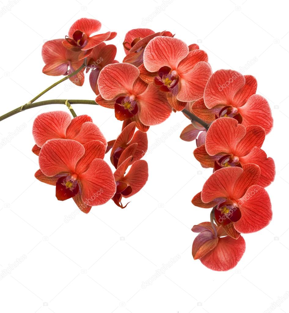 orchids on isolated background. beautiful flower branches orchids on white background