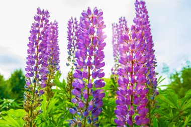 parlak pembe ve mor Lupine, birçok yaprakları çiçek 