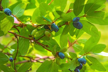 bir çalı tüm yeşil yaprakları olgun, koyu mavi Hanımeli yetişen. 