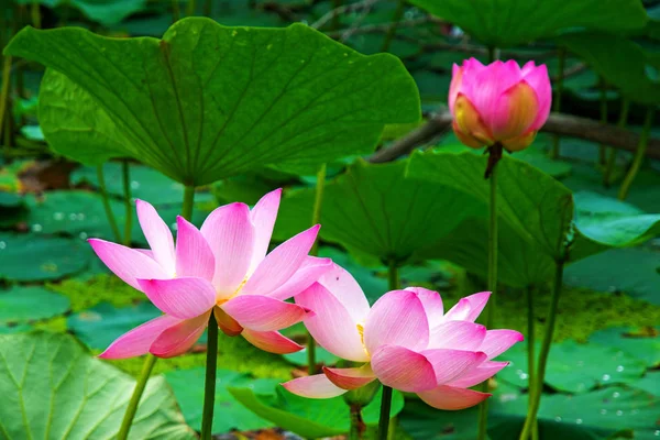 Büyük lotus çiçekleri. Gölde yüzen lotus çiçeği parlak pembe tomurcukları. — Stok fotoğraf