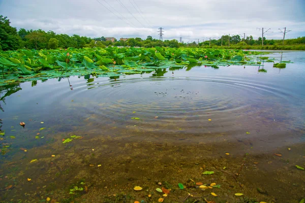 Lago Lotus, el lago más grande completamente decorado con lotos . — Foto de Stock