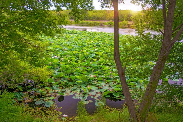 Lotus Gölü, tamamen nilüferler ile dekore edilmiş en büyük Gölü.