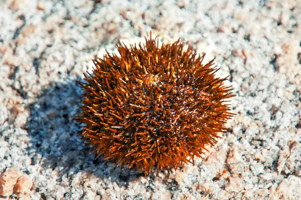 beautiful sea Hedgehog many poisonous needles.