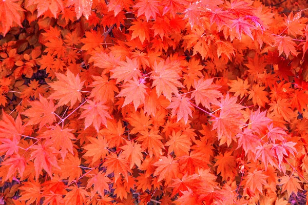 Bright red wedge leaves in the sunshine, — Stock Photo, Image
