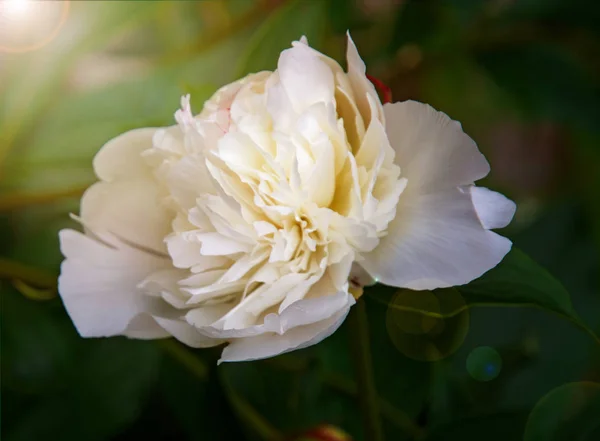 Grandes, peônias brancas, muitas pétalas e flor suculenta . — Fotografia de Stock