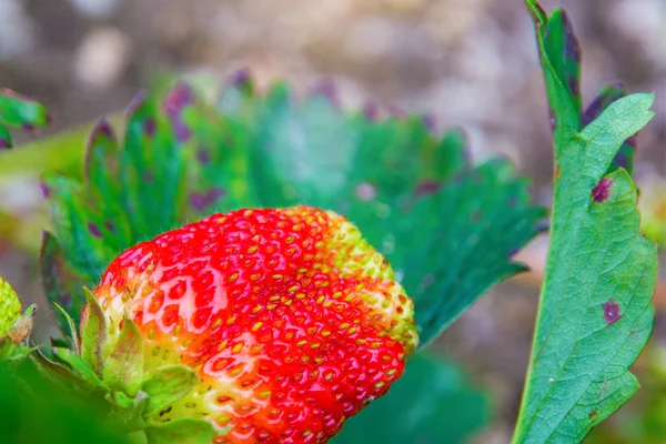 Leuchtend rote Erdbeere wächst an einem Strauch, aus dem Land der aufsteigenden jungen Erdbeere. — Stockfoto