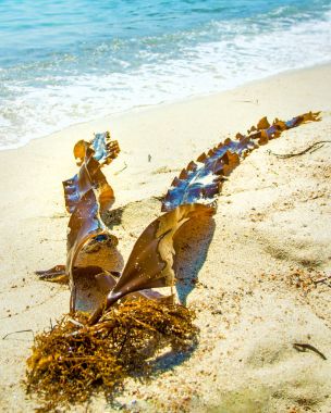 güzel mavi deniz beyaz kum üzerinde parlak deniz yosunu yatıyor.