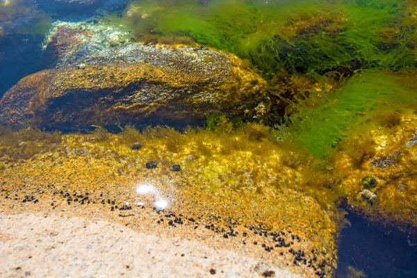 Pitfalls and shells covered with algae, small shells. — Stock Photo, Image