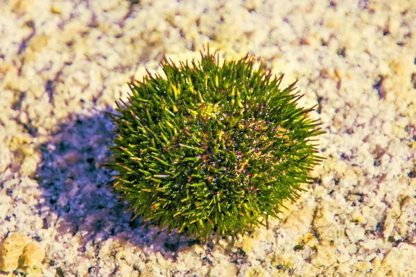 Vackra havet igelkott många giftiga nålar. — Stockfoto