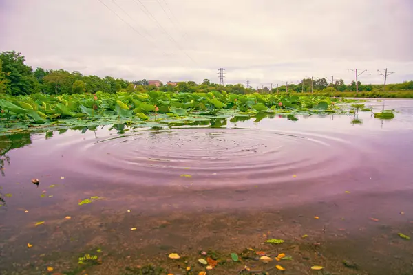 Lago Lotus, el lago más grande completamente decorado con lotos . — Foto de Stock