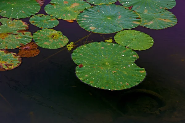 Lago Lotus, el lago más grande completamente decorado con lotos . — Foto de Stock