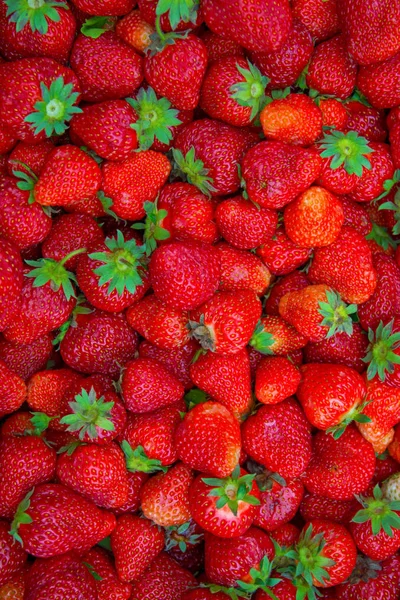 Viele große, helle, saftige, schöne Erdbeeren. — Stockfoto