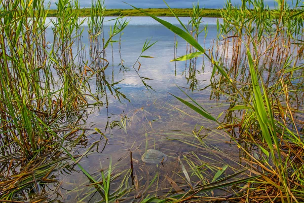 Lac clair avec des plantes vertes dans le lac peut être vu de belles coquilles . — Photo