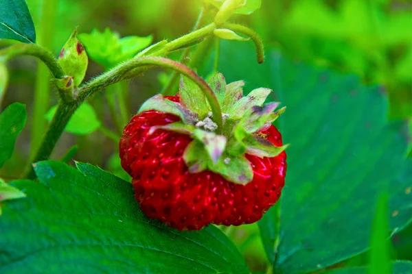 Leuchtend rote Erdbeere wächst an einem Strauch, aus dem Land der aufsteigenden jungen Erdbeere. — Stockfoto