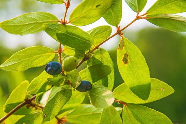 bir çalı tüm yeşil yaprakları olgun, koyu mavi Hanımeli yetişen. 