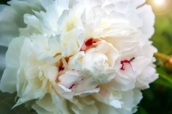 Grandes pivoines blanches, de nombreux pétales et des fleurs juteuses . — Photo