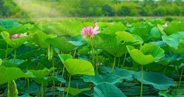 Lotus Gölü, tamamen nilüferler ile dekore edilmiş en büyük Gölü.