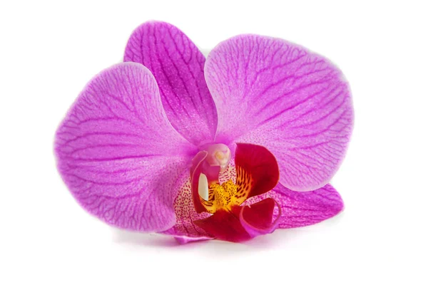 Orchideen auf isoliertem Hintergrund. schöne Blütenzweige Orchideen. — Stockfoto
