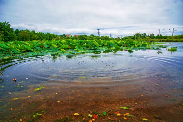 Lotus Lake, largest lake completely decorated with lotuses. — Stock Photo, Image