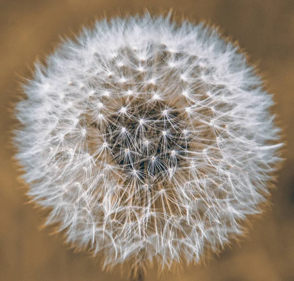 Grote paardebloem tegen hemel, onderdeel van de parachutes vliegen in de lucht. — Stockfoto