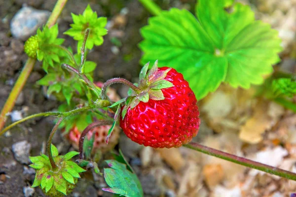 Leuchtend rote Erdbeere wächst an einem Strauch, aus dem Land der aufsteigenden jungen Erdbeere. — Stockfoto