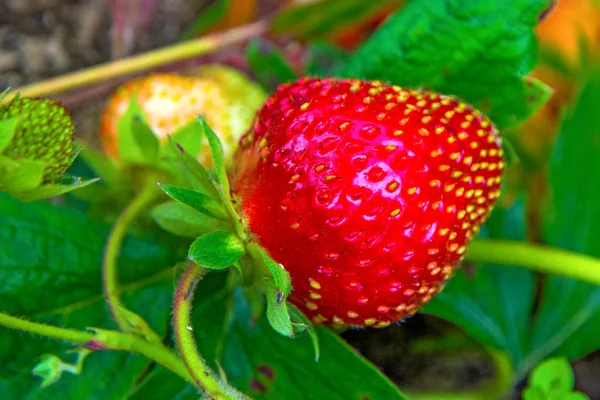 Bright red Strawberry grows on a Bush, from the land of rising young strawberry. — Stock Photo, Image
