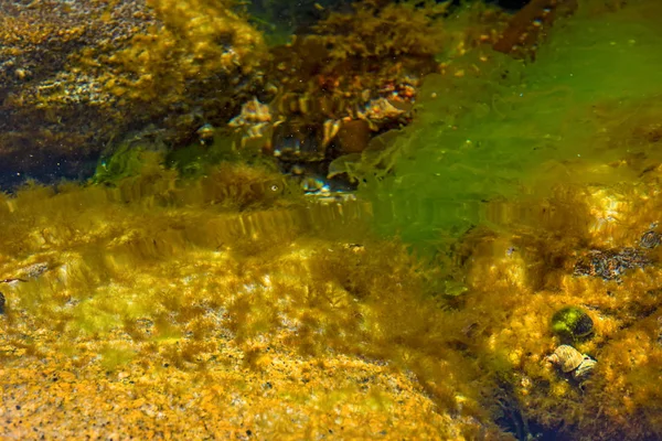 tuzaklar ve kabukları algler, küçük kabuklar ile kaplı.