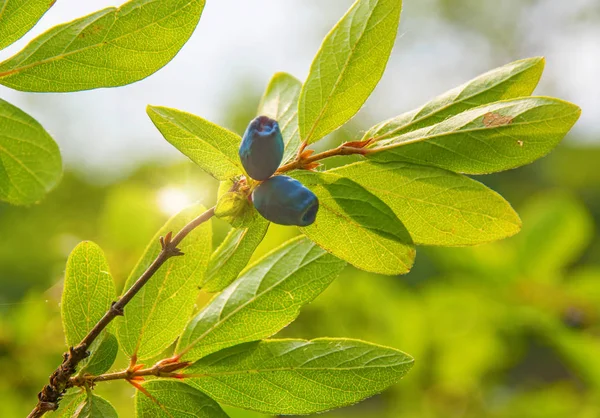 bir çalı tüm yeşil yaprakları olgun, koyu mavi Hanımeli yetişen. 